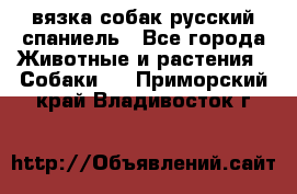 вязка собак русский спаниель - Все города Животные и растения » Собаки   . Приморский край,Владивосток г.